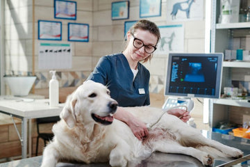 Why 3D Engraved Crystal Tributes Make Meaningful Gifts for Pet Hospital Owners to Offer Clients